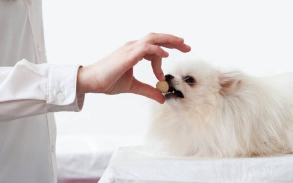 Melhores suplementos para cachorros