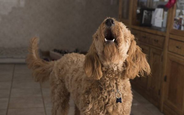 coisas que os cachorros fazem para chamar atenção