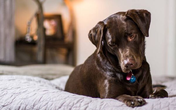 Qual o melhor lugar para o cachorro dormir?