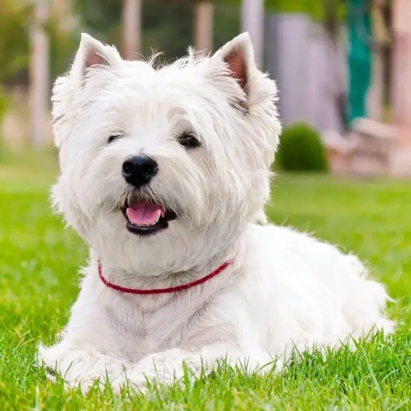 Raças de cachorro branco