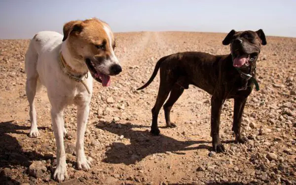 vantagens de adotar um cachorro adulto