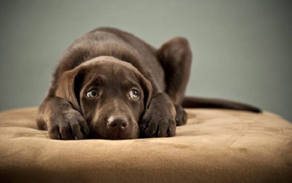 Cachorro com tosse e engasgo: o que pode ser?