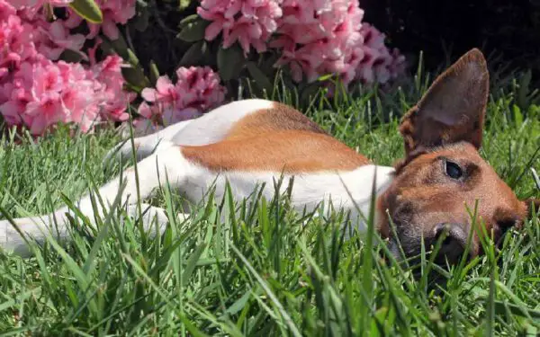 Cachorro pode dormir no quintal?