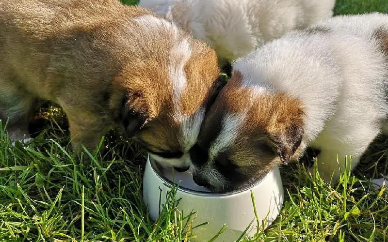 Cachorro pode tomar leite? Cachorro-pode-tomar-leite