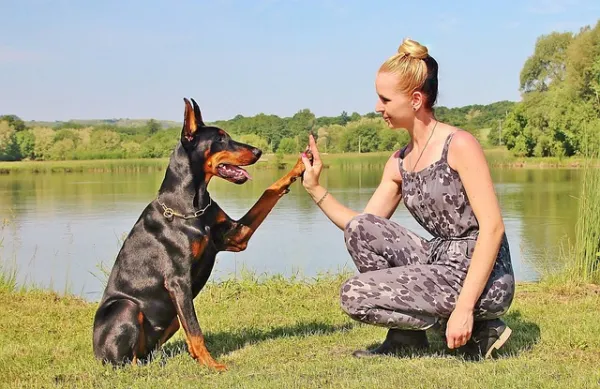 Cachorro que não obedece: como resolver o problema?