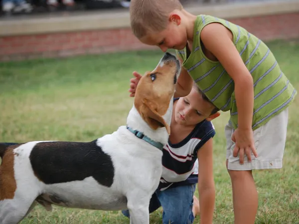 Cachorro que não obedece: como resolver o problema?