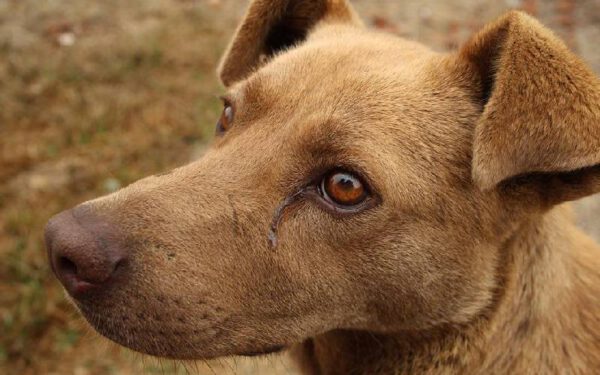 Cachorros choram quando os tutores chegam em casa