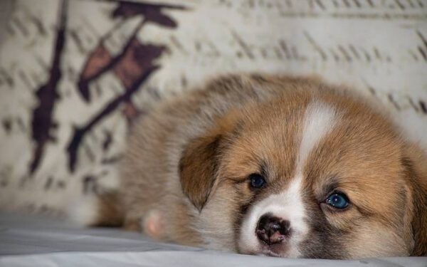 Cachorros choram quando os tutores chegam em casa