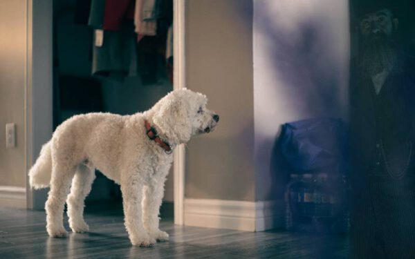 Os cachorros conseguem ver fantasmas?