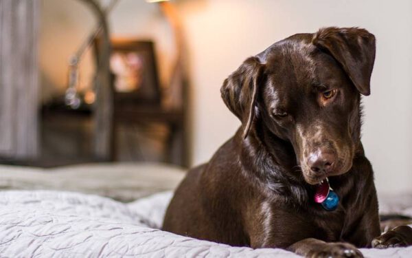 Cachorros podem dormir na cama dos tutores? Cachorros-podem-dormir-na-cama-dos-tutores