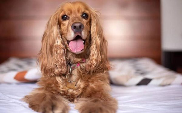 Cachorros podem dormir na cama dos tutores? Cachorros-podem-dormir-na-cama-dos-tutores