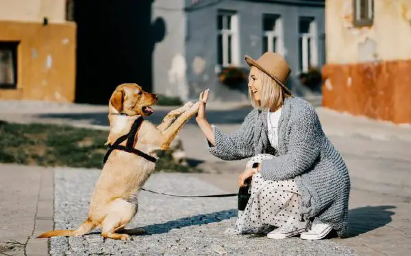 Cachorros cumprimentam outros cães?