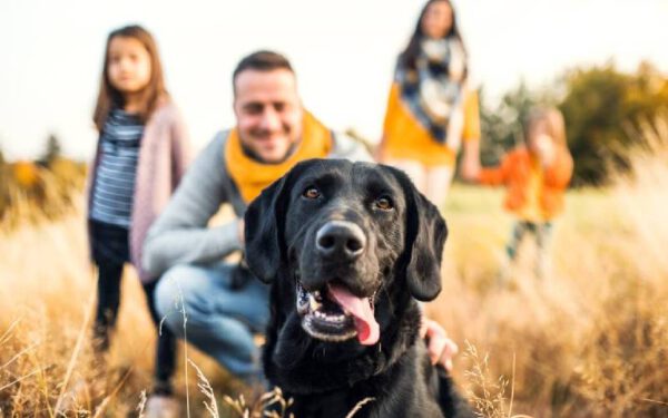 Cachorros cumprimentam outros cães?