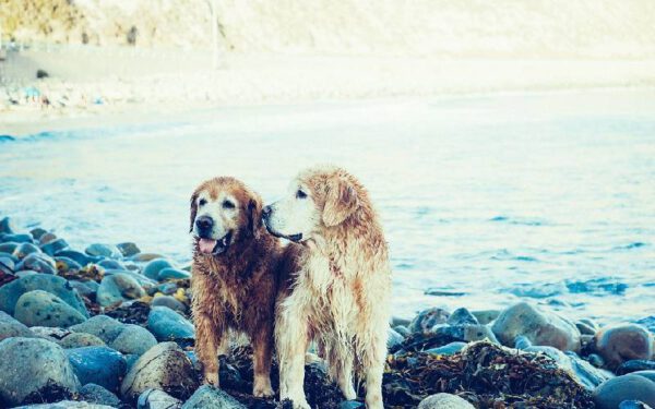 Cachorros cumprimentam outros cães?