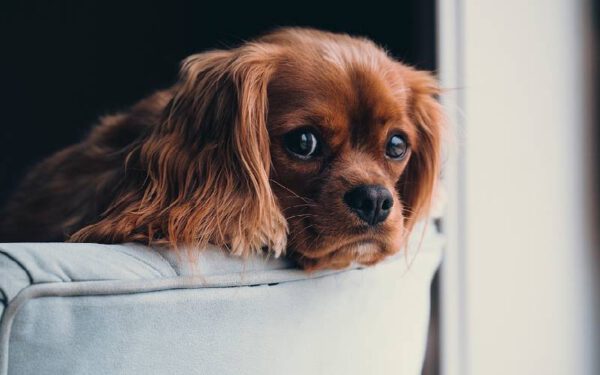 Como ensinar o cachorro a não subir no sofá