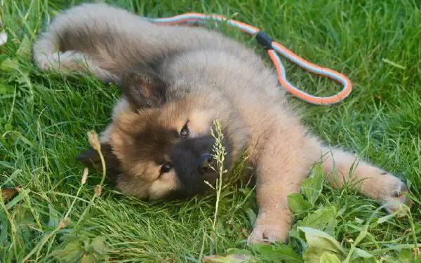 Como se aproximar de um cachorro?