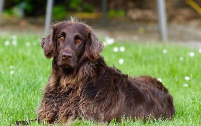 Diabetes em cães: causas, sintomas e tratamentos