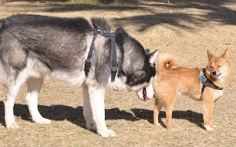 dicas-para-apresentar-dois-cachorros