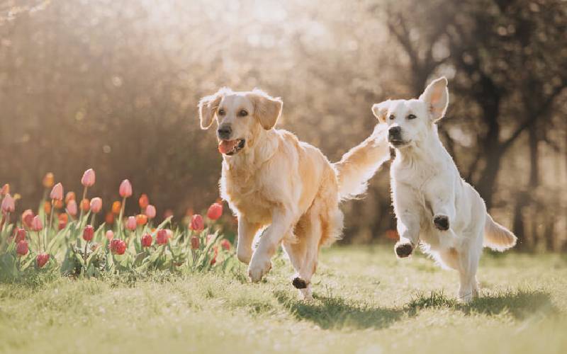 dicas-para-apresentar-dois-cachorros