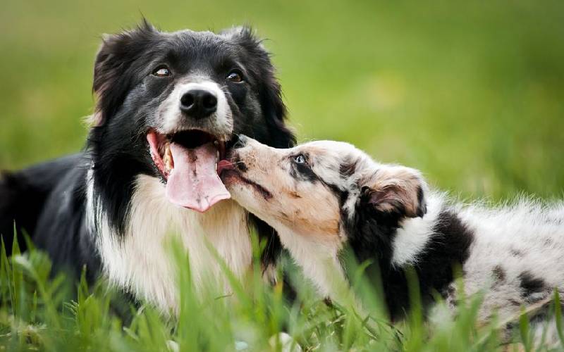 dicas-para-apresentar-dois-cachorros