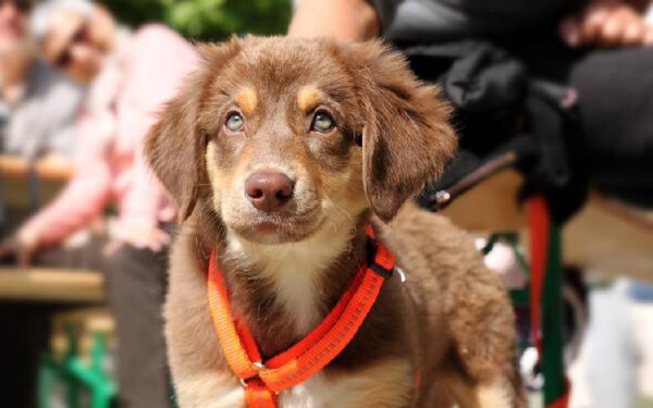 Dicas para escolher a coleira do cachorro