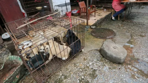 É proibido ter cachorro na Coreia do Norte?