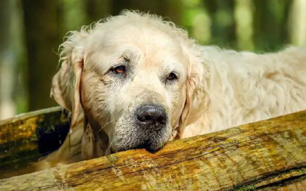 Erliquiose canina - causas, sintomas e tratamento
