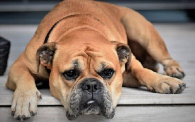 erliquiose-canina-causas-sintomas-e-tratamento