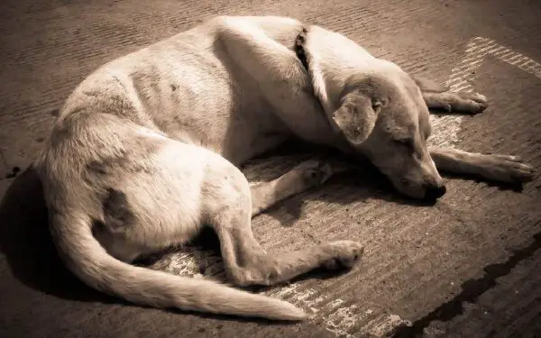 Faz mal para o cachorro dormir no chão?