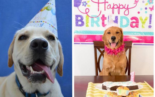 Ideias para celebrar o aniversário do cachorro