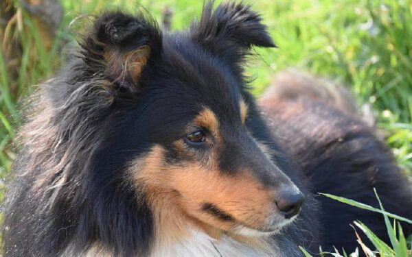 Ivermectina para cachorro