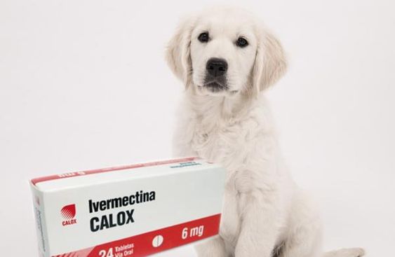 Ivermectina para cachorro