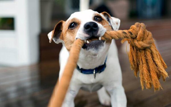 jogos e brincadeiras para cachorros dentro de casa