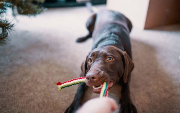 jogos e brincadeiras para cachorros dentro de casa