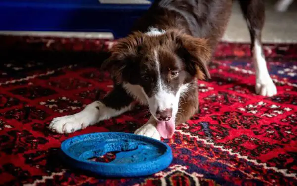 jogos e brincadeiras para cachorros dentro de casa