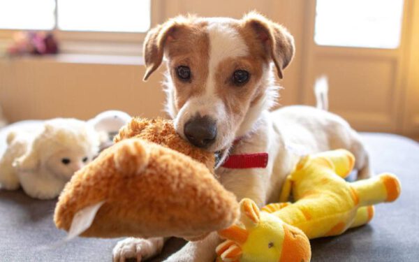 jogos e brincadeiras para cachorros dentro de casa