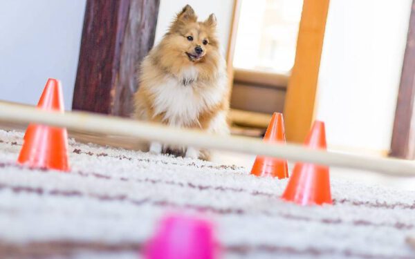 jogos e brincadeiras para cachorros dentro de casa