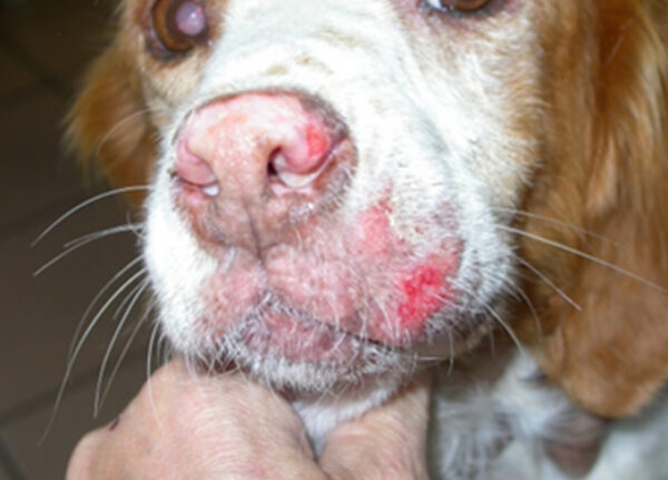 Leishmaniose canina: causas, sintomas e tratamento