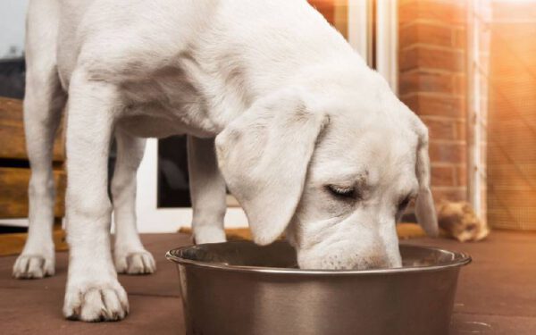 Melhores suplementos para cachorros