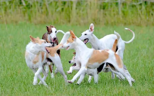 O custo de viver com um cachorro