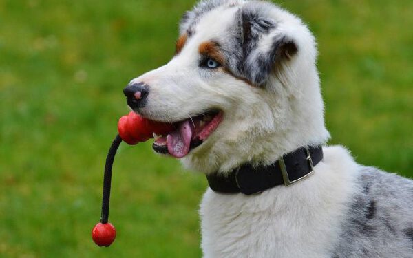 O custo de viver com um cachorro