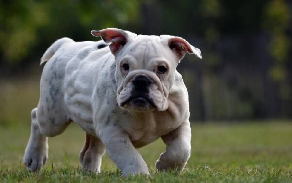 O-Dia-Internacional-do-Cachorro