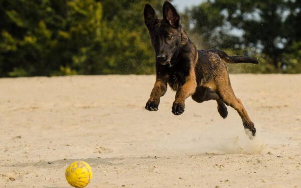 coisas que os cachorros fazem para chamar atenção