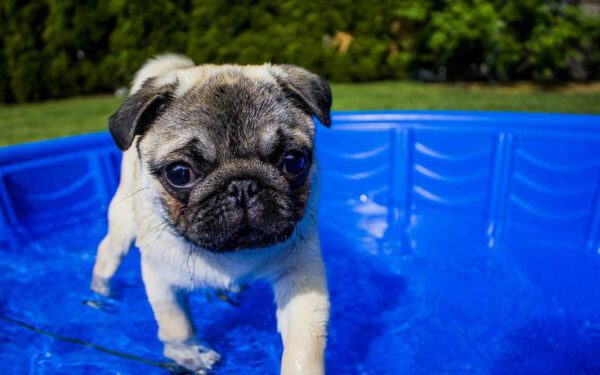 coisas que os cachorros fazem para chamar atenção