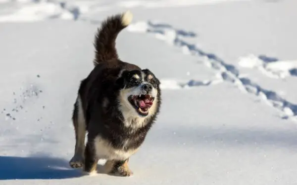 coisas que os cachorros fazem para chamar atenção