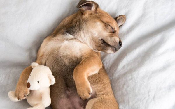 benefícios de dormir com o cachorro