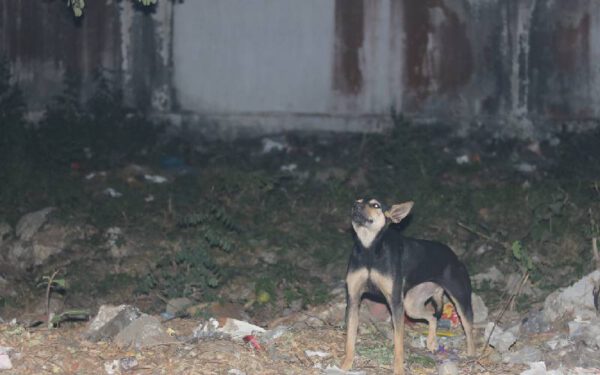 Os cachorros conseguem ver fantasmas?