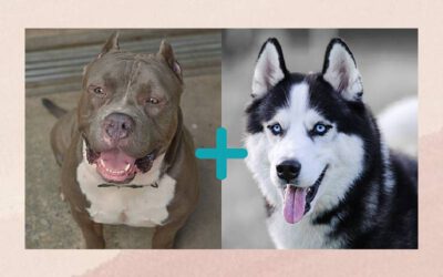 pitsky-conheca-a-mistura-de-pit-bull-e-husky-siberiano