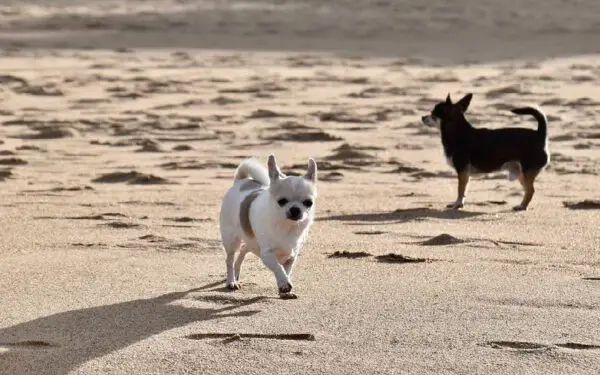 Por que os cachorros pequenos latem tanto?