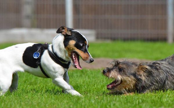 Por que os cachorros pequenos latem tanto?